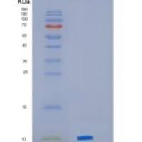 小鼠趋化因子（C-X-C基序）配体3(CXCL3)重组蛋白