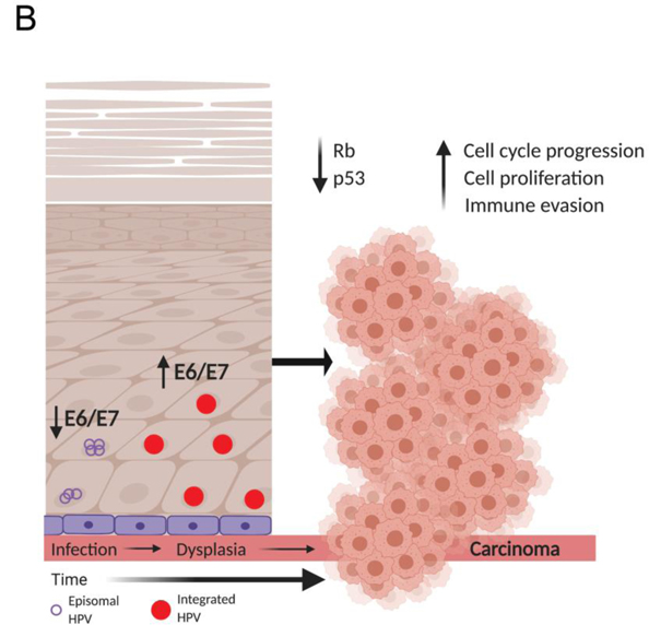 全面解析HPV感染、促癌机制及HPV疫苗如何做有效验证？