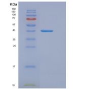 大肠杆菌DnaJ（氨基酸1-376）重组蛋白