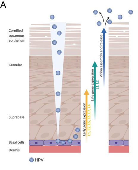 全面解析HPV感染、促癌机制及HPV疫苗如何做有效验证？