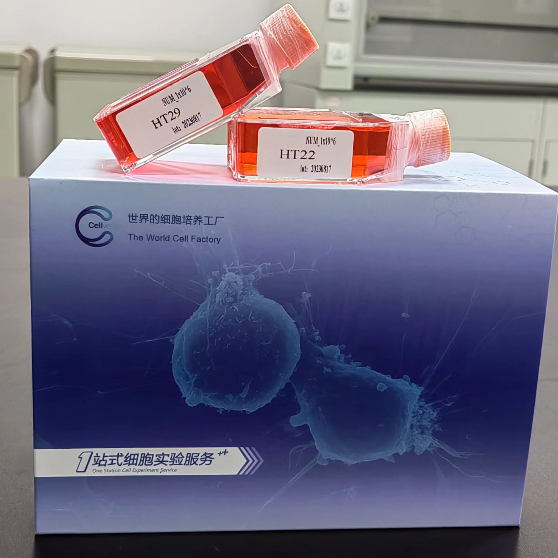 Kasumi-6 人急性髓细胞白血病细胞  STR鉴定