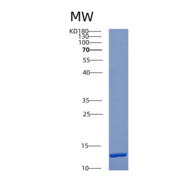 人CXCL17重组蛋白
