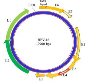 全面解析HPV感染、促癌机制及HPV疫苗如何做有效验证？