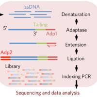 ssDRIP-seq
