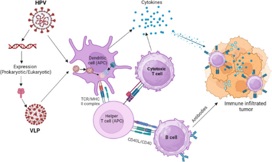 全面解析HPV感染、促癌机制及HPV疫苗如何做有效验证？