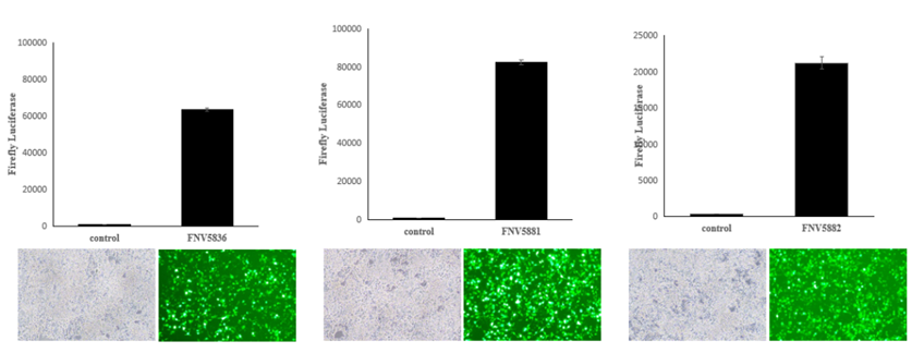全面解析HPV感染、促癌机制及HPV疫苗如何做有效验证？