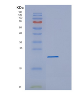 人肽基脯氨酰异构酶F(PPIF)重组蛋白