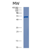 小鼠组织蛋白酶A(CTSA)重组蛋白