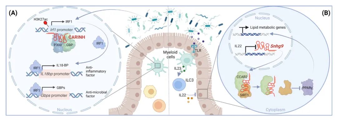 lncRNA研究进展盘点丨20240119期