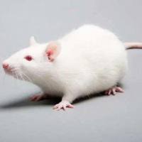 乳腺癌模型MCF-7 