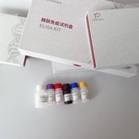 人雄激素结合蛋白(ABP)ELISA试剂盒