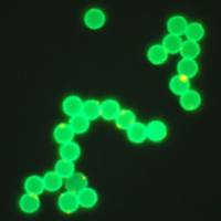 荧光微球/聚苯乙烯荧光微球/PS荧光微球, 10ml