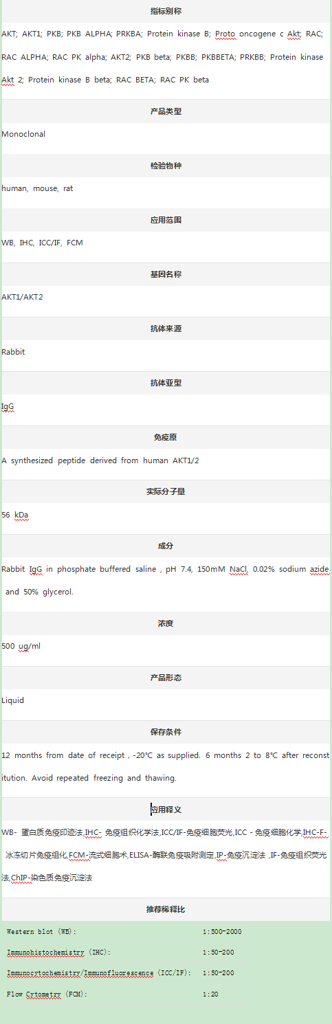 Anti-AKT1/2 Antibody