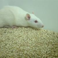 乙二醇+氯化铵诱导的肾结石模型