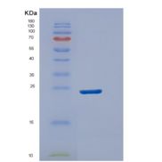 人DUSP18重组蛋白