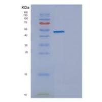 小鼠Eno2重组蛋白