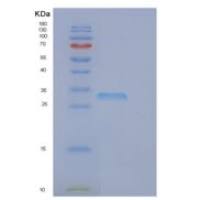 人EGLN3重组蛋白
