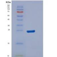 人DUSP13重组蛋白