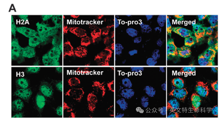 如何用WB验证胞质胞核分离是否成功？