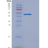 人外异蛋白A受体(EDAR)重组蛋白