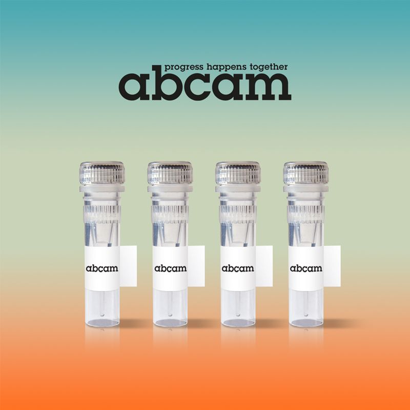Native Human Serum Albumin protein (Biotin)