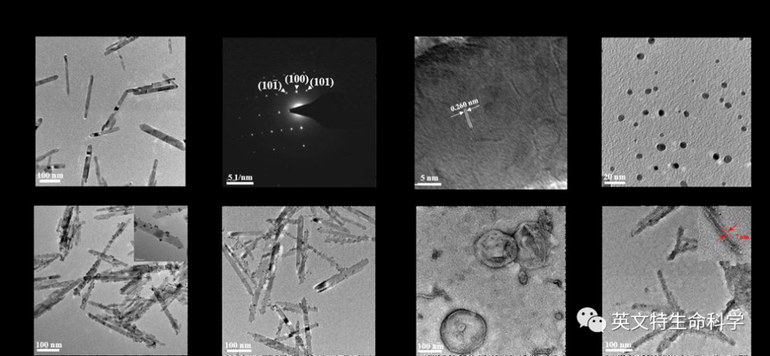 细胞膜仿生-纳米材料修饰,细胞膜怎么获取?