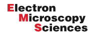 ​​​​​​​Electron Microscopy Sciences,72196-12,圆形盖玻片 现货供应