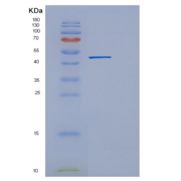 大肠杆菌真核翻译延伸因子1α1(EEF1a1)重组蛋白