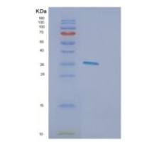 人DPPA4重组蛋白