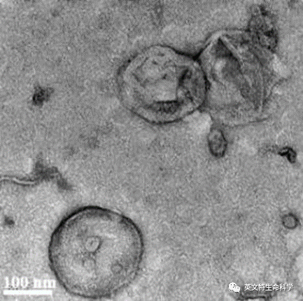 细胞膜仿生-纳米材料修饰，细胞膜怎么获取？
