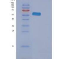 人EPHA2重组蛋白