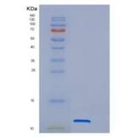 人DNAJC15重组蛋白