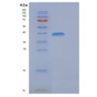 人ELAC1重组蛋白