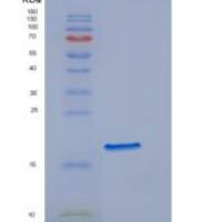 人内皮分化相关因子1(EDF1)重组蛋白