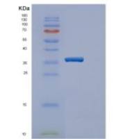 人ERGIC3重组蛋白