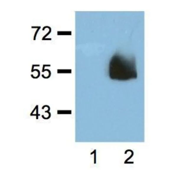 Anti-HA Tag Antibody [HA.C5] - Identical to Abcam (ab18181) and Thermo (MA5-27543) (A85278)