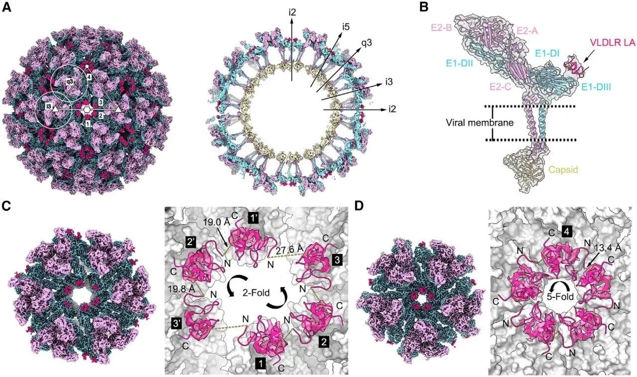 病毒研究高分文章里少不了义翘神州产品助力
