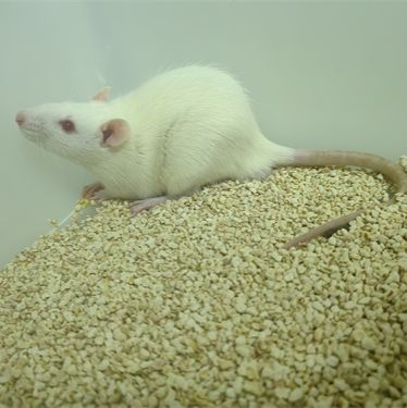 氨基核苷嘌呤霉素诱导的大鼠肾病变模型