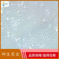 大鼠表皮角质形成细胞