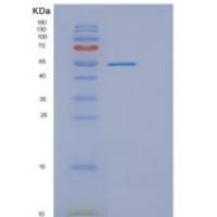 人EPO1L重组蛋白