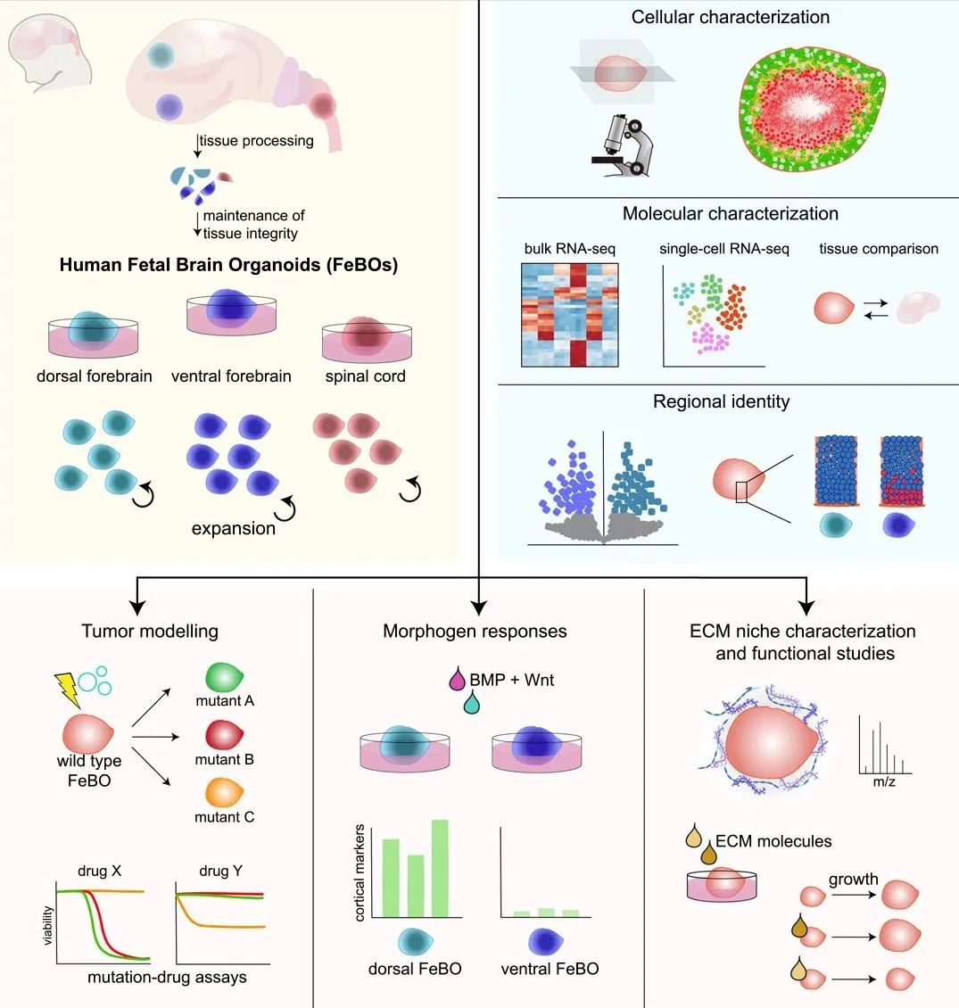 Cell重磅：人脑类器官直接由人类胎儿脑组织产生