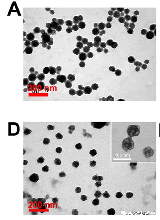 细胞膜仿生-纳米材料修饰,细胞膜怎么获取?