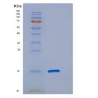 人DNAJC19重组蛋白