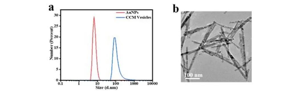细胞膜仿生-纳米材料修饰,细胞膜怎么获取?