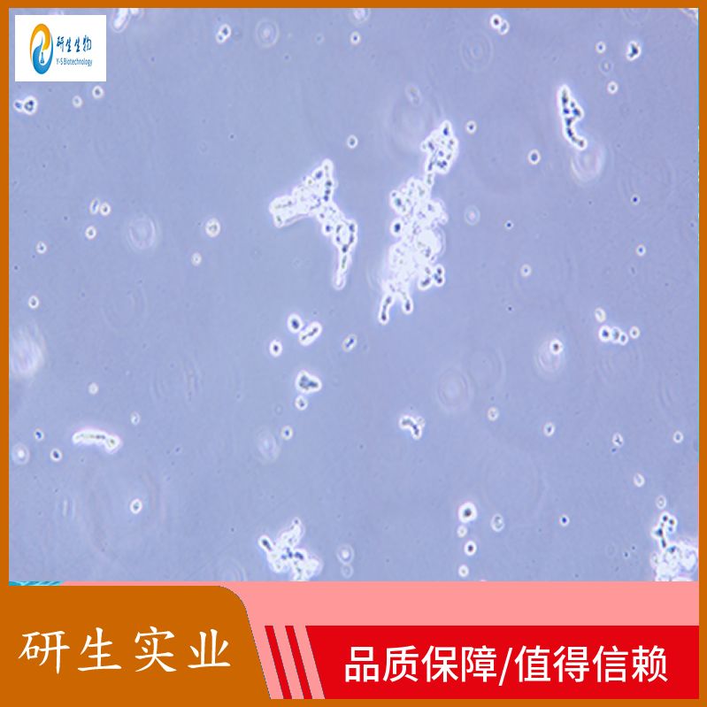 大鼠肾小球系膜细胞
