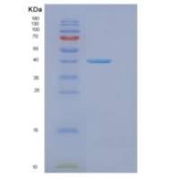 人真核翻译起始因子3F(EIF3F)重组蛋白
