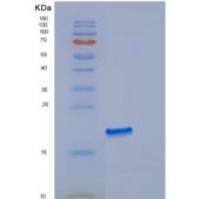 人内皮素2(EDN2)重组蛋白