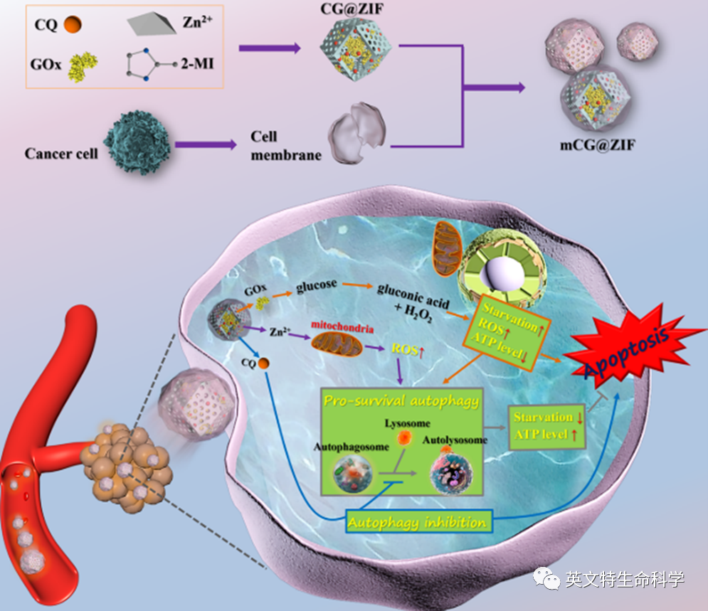 细胞膜仿生-纳米材料修饰，细胞膜怎么获取？