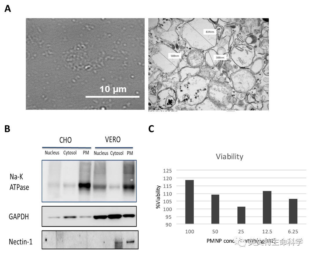 细胞膜仿生-纳米材料修饰,细胞膜怎么获取?