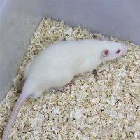 缺血性急性肾损伤（AKI）动物模型